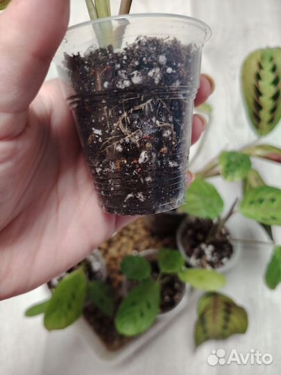 Маранта триколор