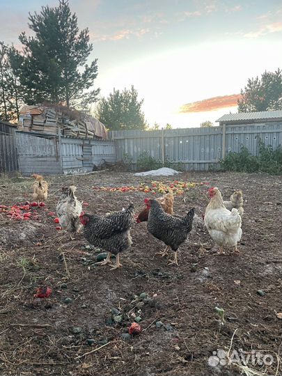 Куры несушки