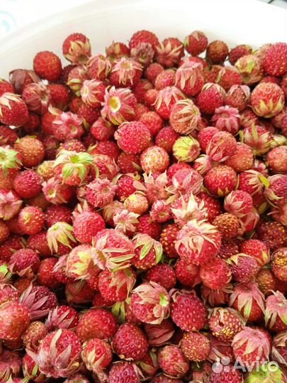 Клубника лесная, земляника