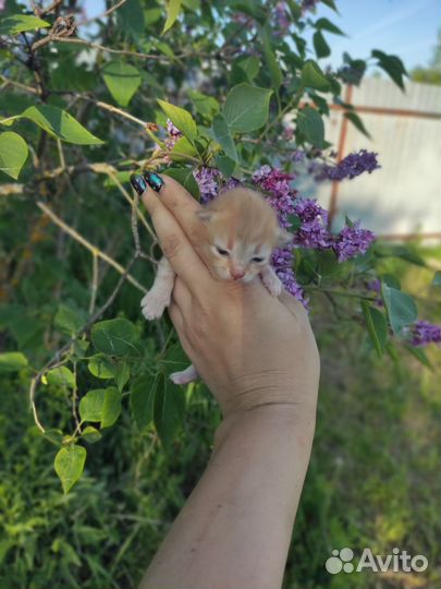 Котята мейн-кун
