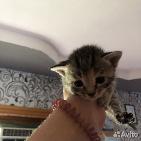 Котята бесплатно