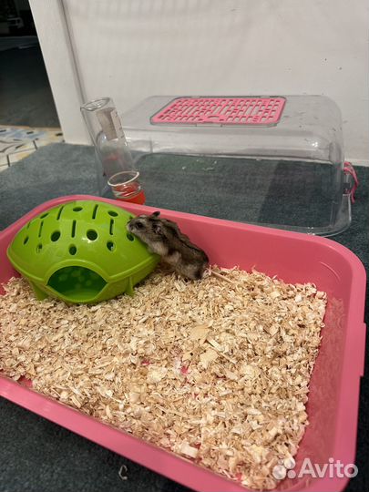 Джунгарский хомяк с клеткой