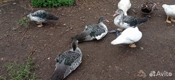 Индоутки на племя