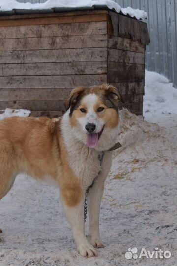 Собака Душа