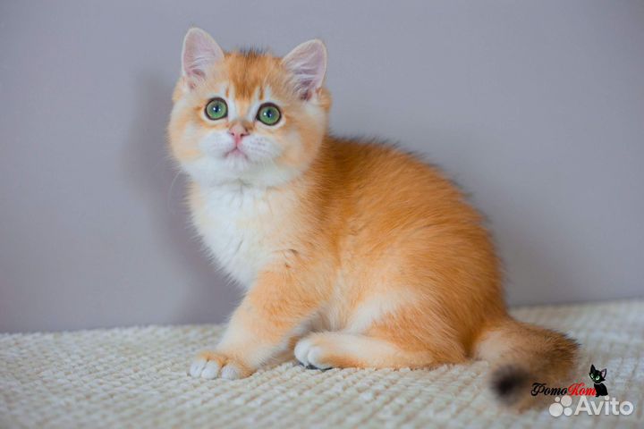 Британский мальчишка