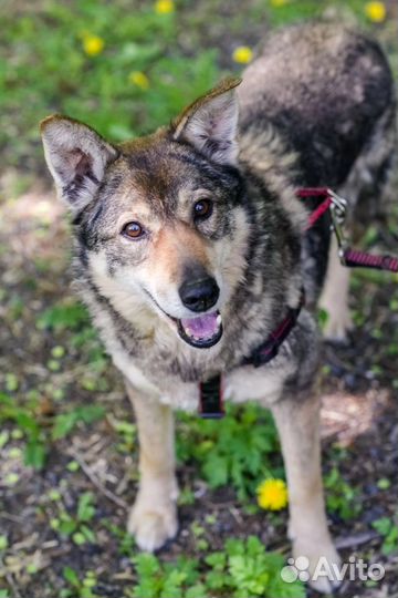 Бывшедомашняя девочка в поиске семьи