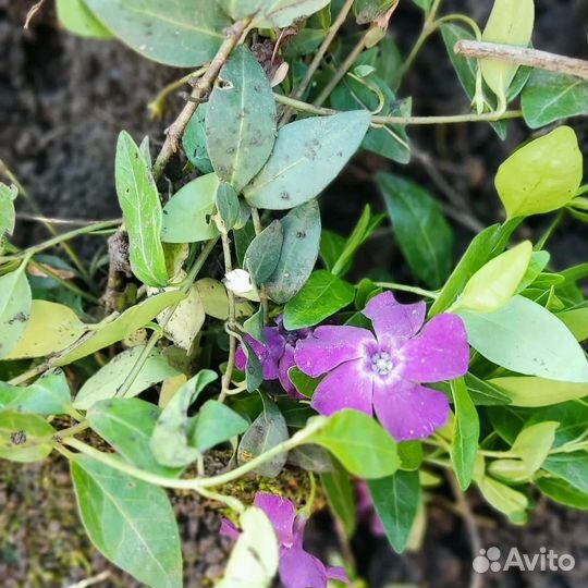 Барвинок сортовой