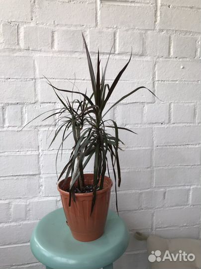 Драцена маргината