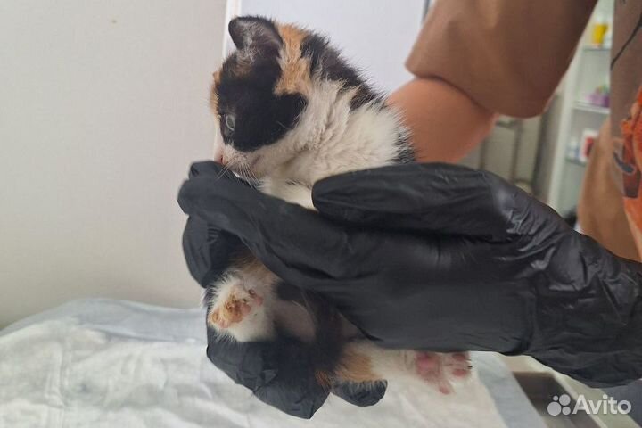 Котенок в добрые руки