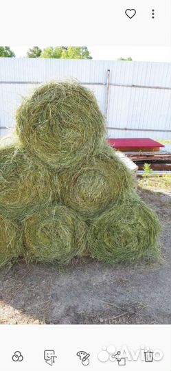 Продам сено в рулонах