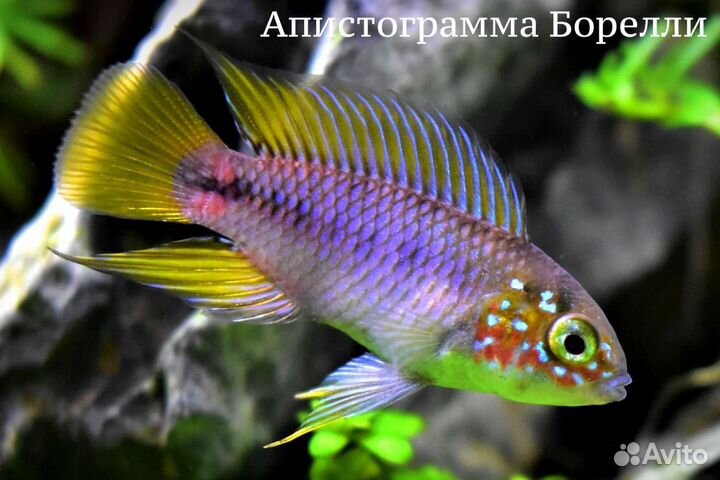 Апистограмма (ассортимент)