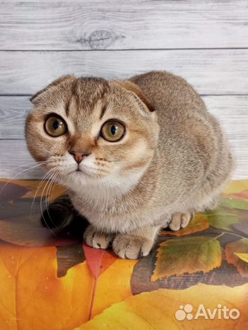 Шотландские котята Питомник объявление продам