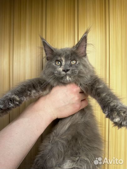 Мейн-кун котята