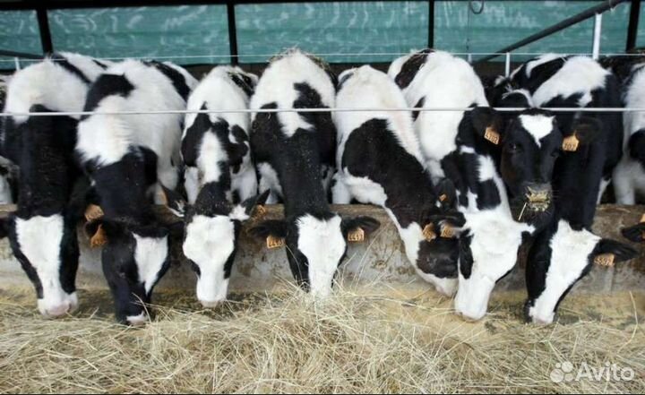 Холмогоры Голштины Бычки Тёлки