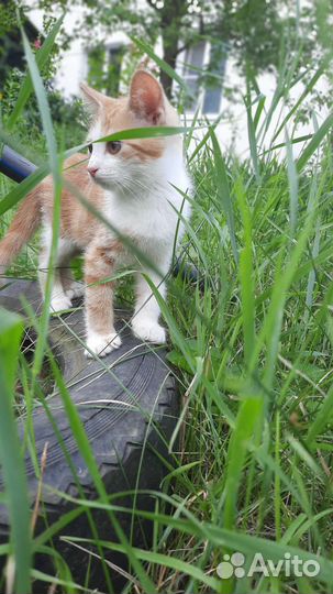 Кот (примерно 4-5 месяцев)