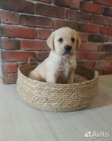 Вязка лабрадор РКФ