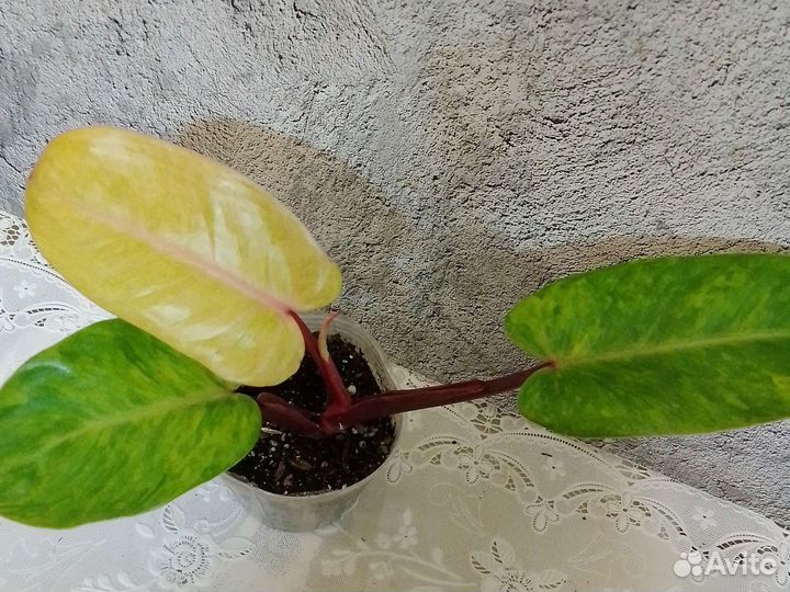 Филодендрон 2