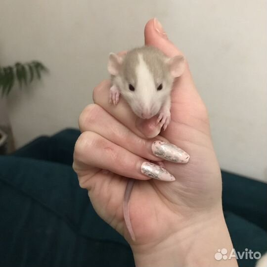 Крысы дамбо