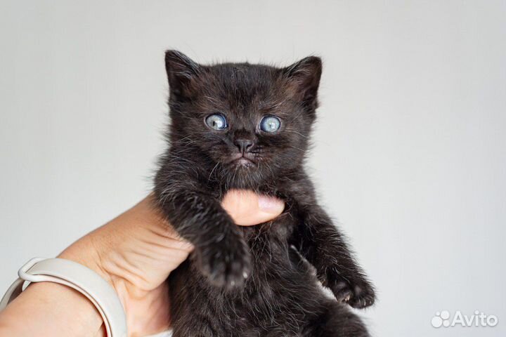 Котята в добрые руки бесплатно