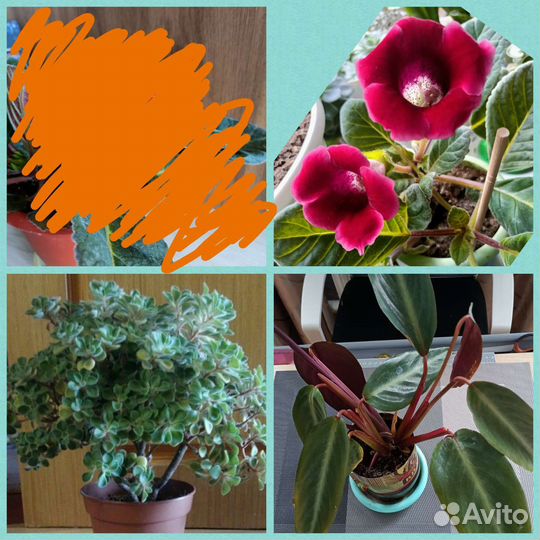 Аихризон-дерево любви/Строманта/глоксинии