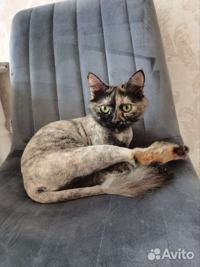 Кошка в дар