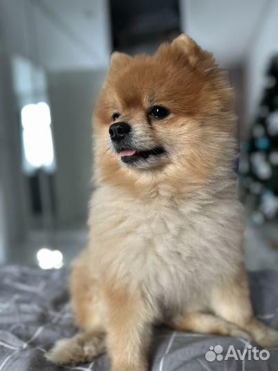 Случка собак