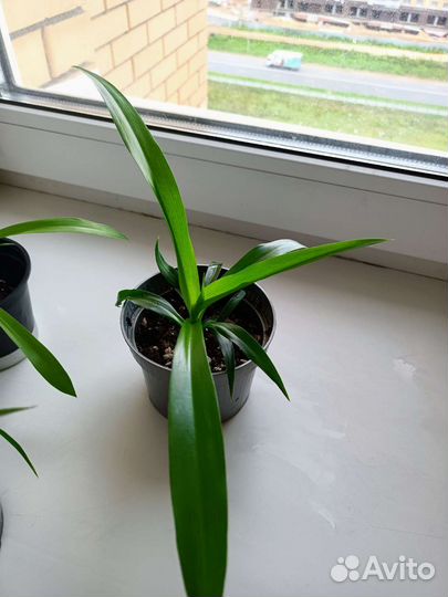 Хлорофитум, фикус Бенджамина, мята перечная