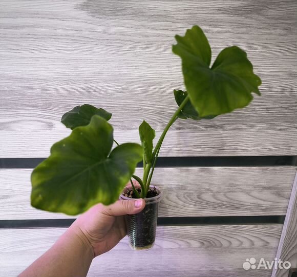 Филодендрон хоуп