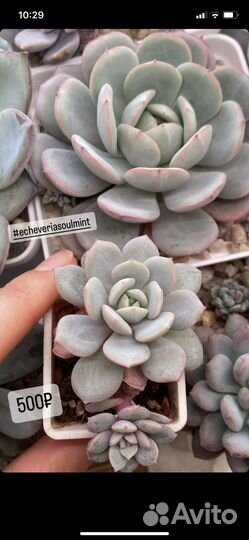 Корейские суккуленты, домашние излишки