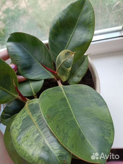 Фикус Шривериана