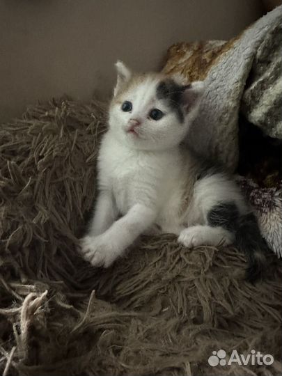 Котенок девочка