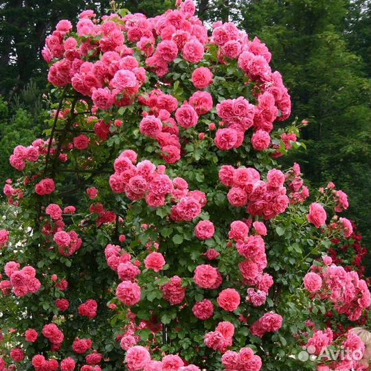 Саженцы плетистой розы