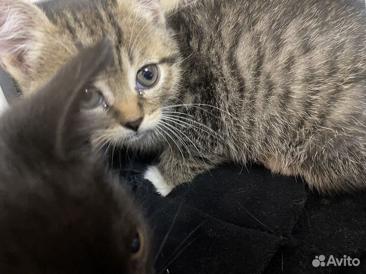 Кошка в дар бесплатно