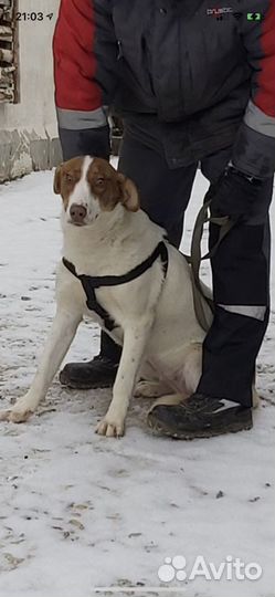 Собака из приюта