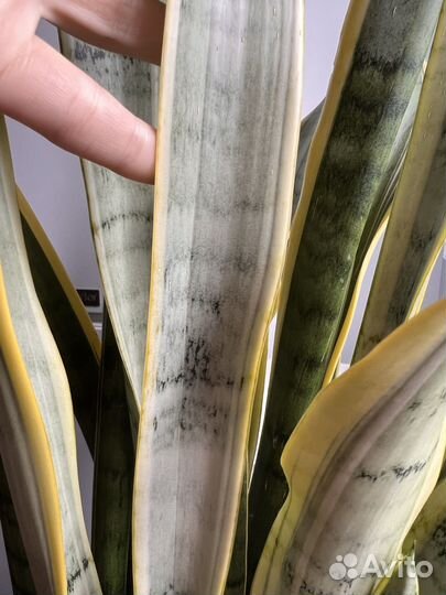 Сансевиерия Натали