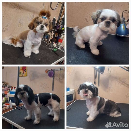 «Мохнатый шмель». Груминг собак и кошек