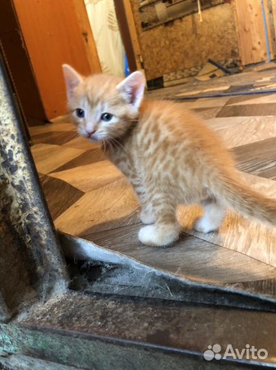 Котята в добрые руки 1 месяц