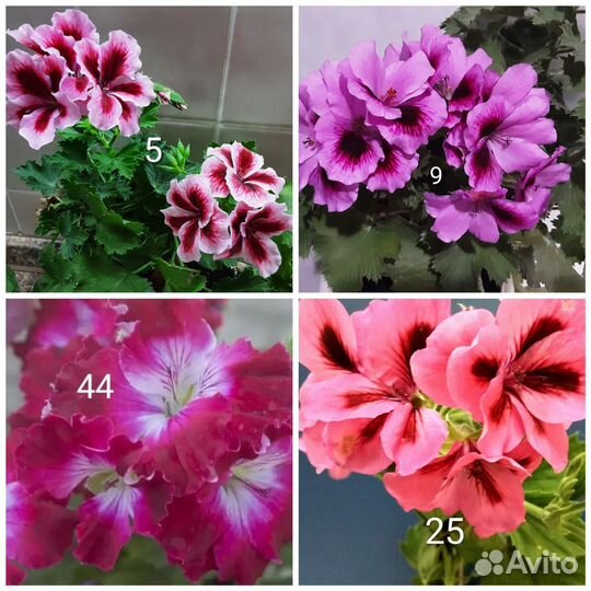 Пеларгонии сортовые