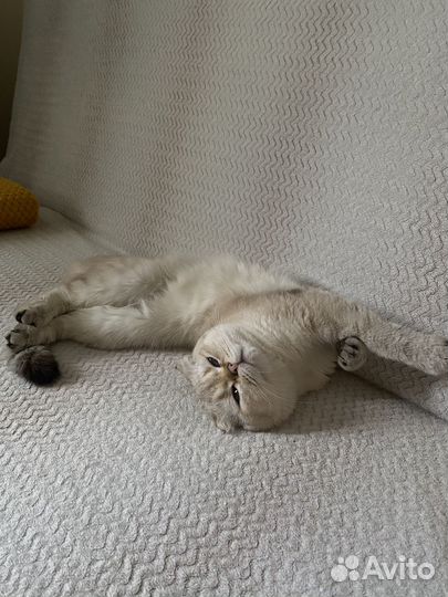 Шотландский кот вязка