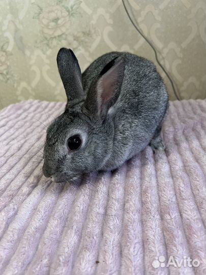 Декоративные кролики