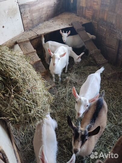 Козлята