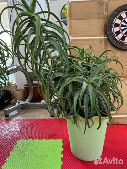 Продам Алое