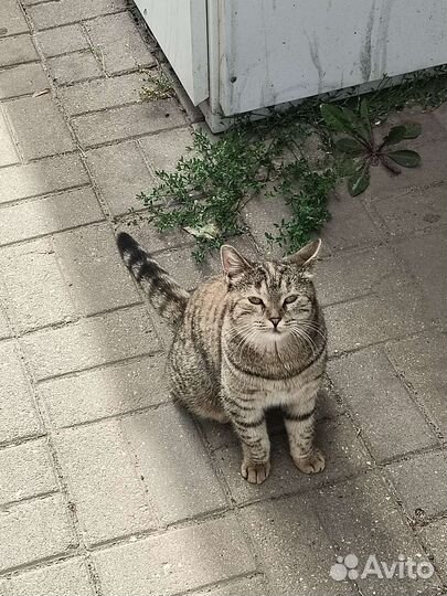 Ласковая кошка