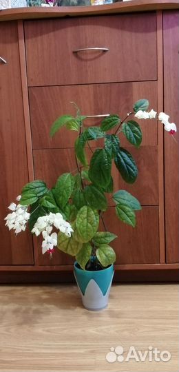 Клеродендрум томпсон