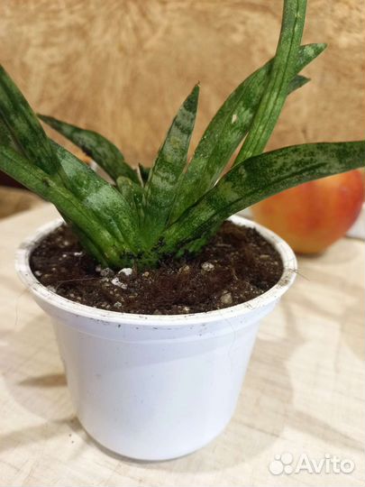 Сансевиерия цилиндрика,ханни