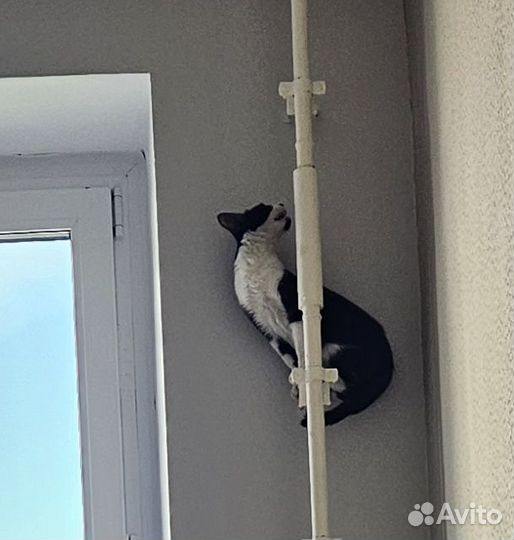 Котенок мальчик нуждается в помощи