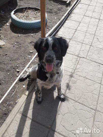 Домашняя передержка собак и кошек, присмотр 24/7