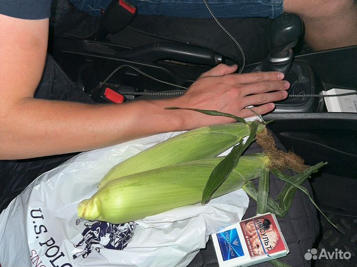 Кукуруза в початках