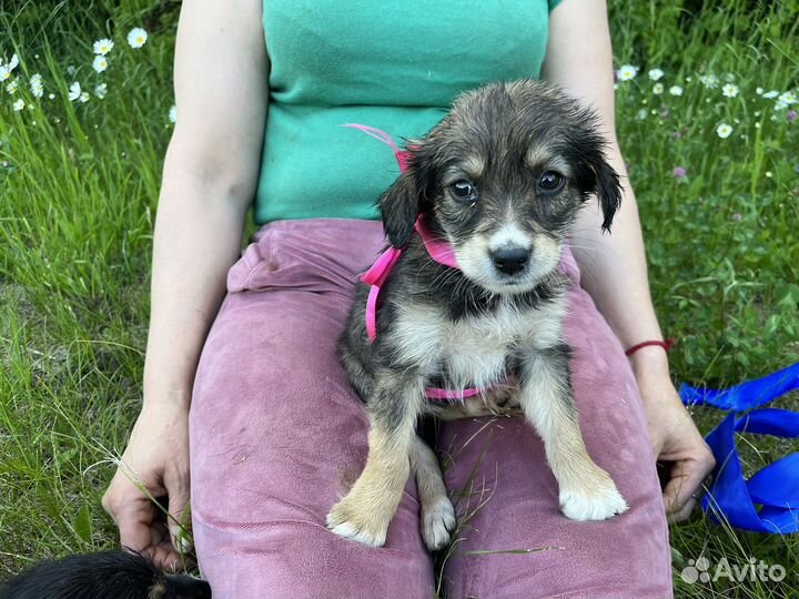 Щенок в добрые руки бесплатно