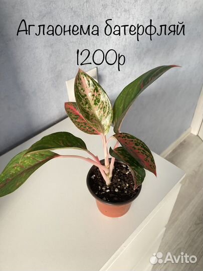 Сингониум Аглаонема алоказия калатея